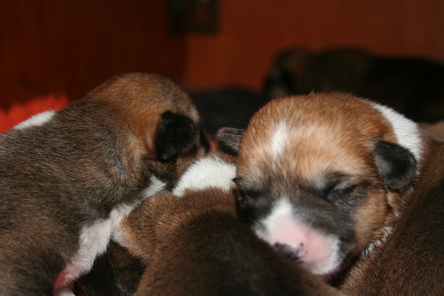 Puppies